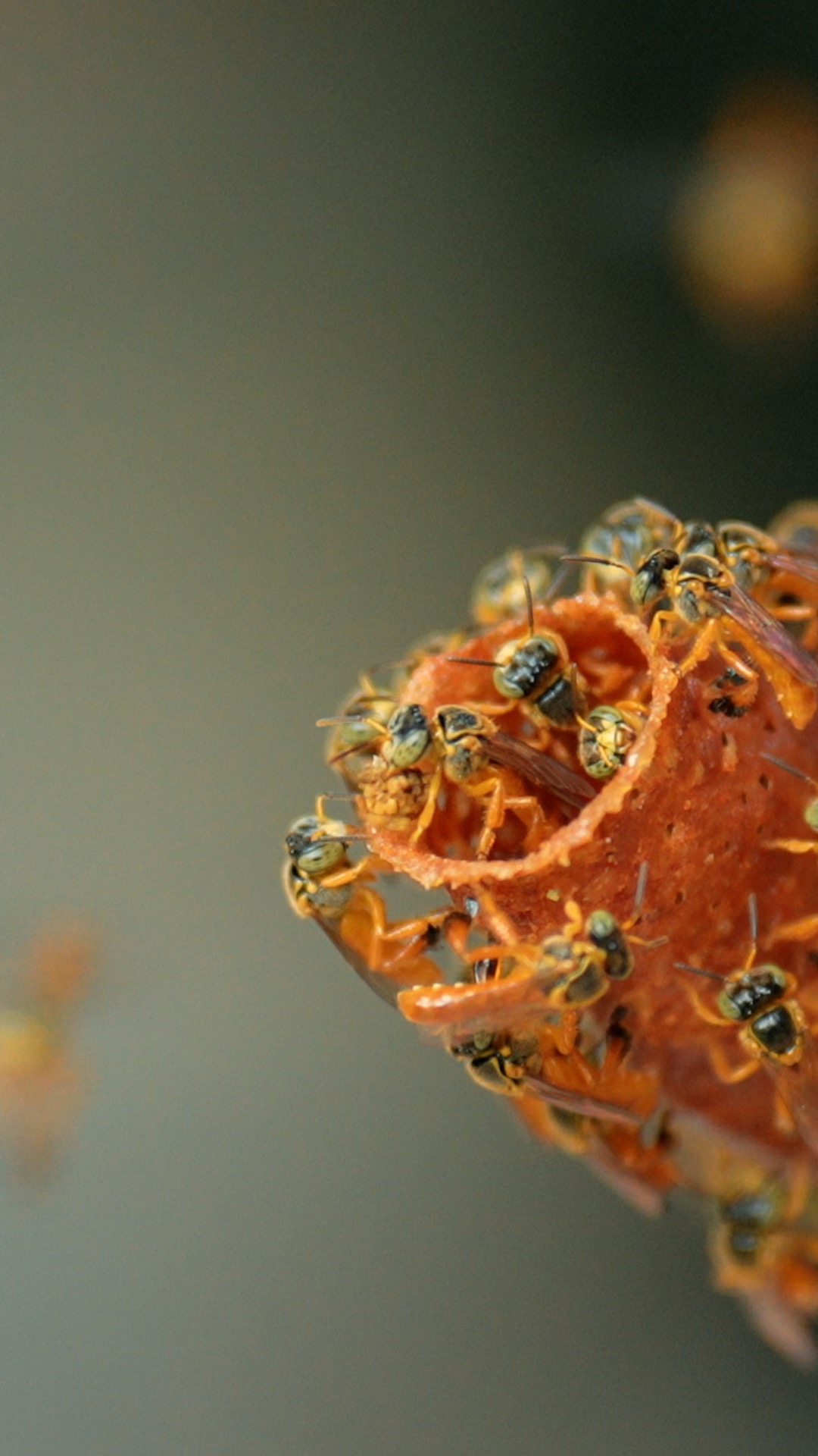 Des abeilles tetragonisca angustula regroupées devant l'entrée de leur ruche