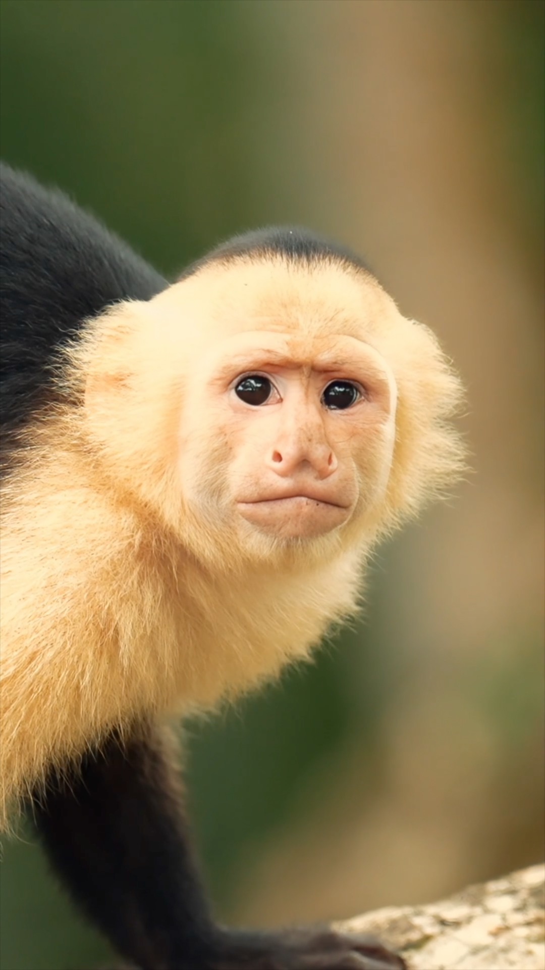 Un capucin à tête blanche en plan serré