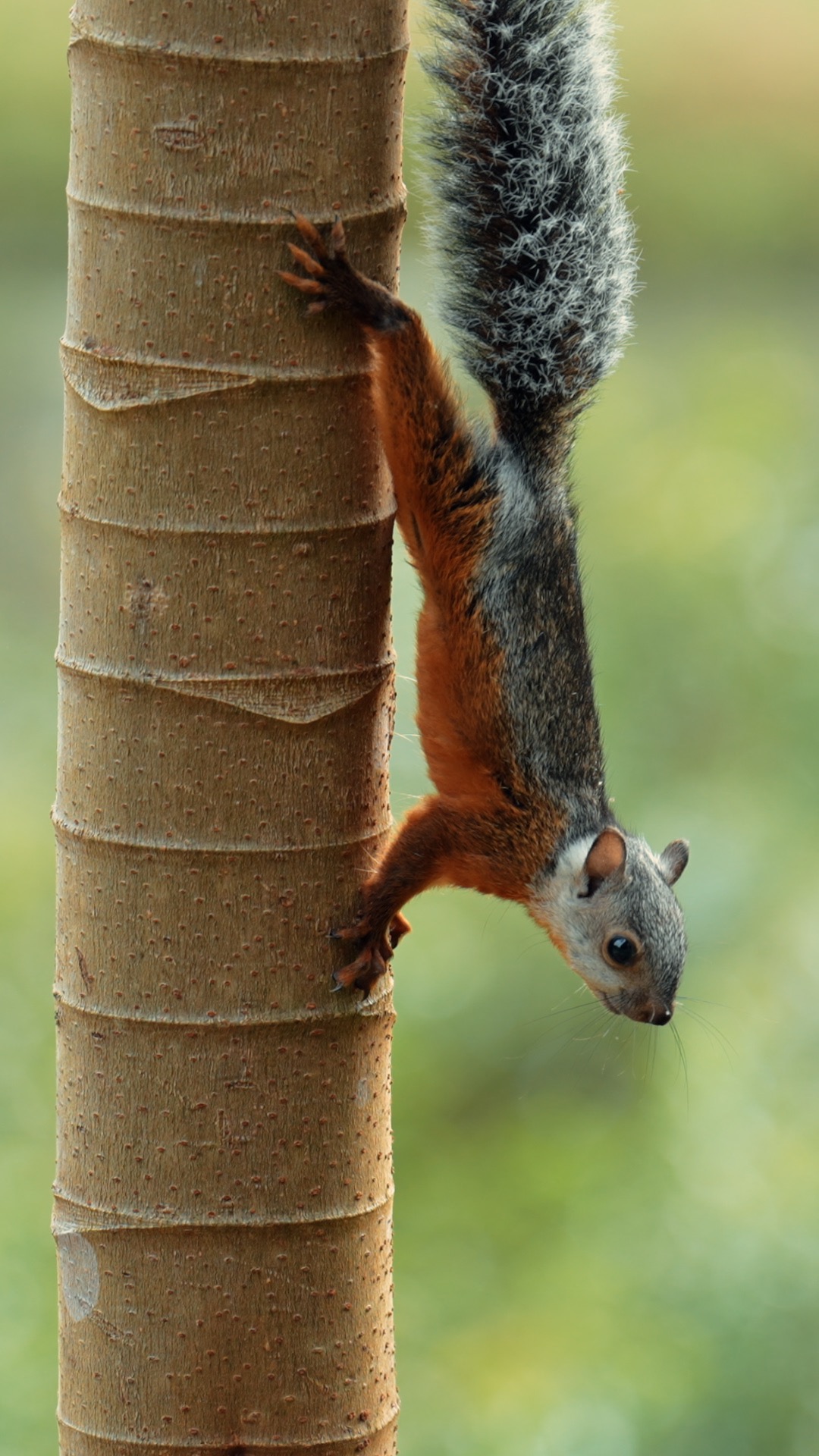 Un écureuil variable descend sur le tronc d'un arbre tropical
