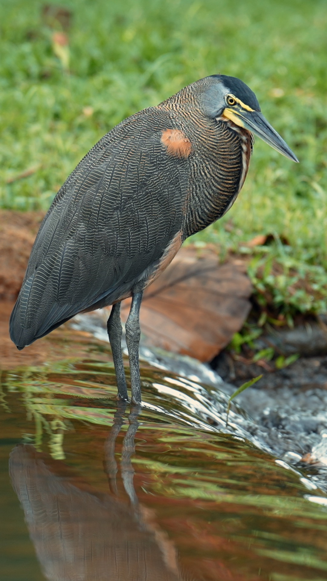 Onoré du Mexique sauvage, immobile dans une rivière