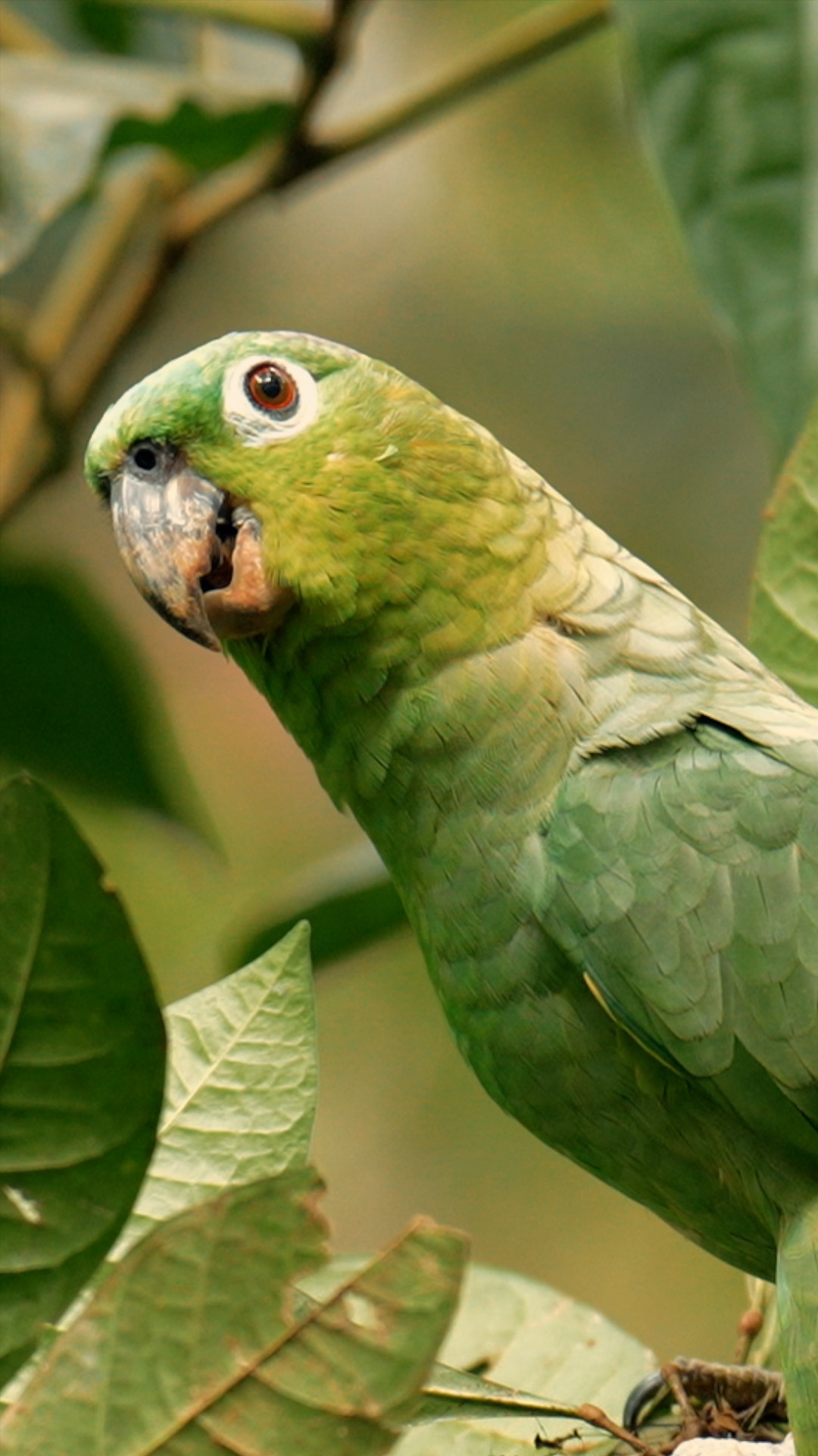 Un perroquet vert, amazone poudrée, perché sur une branche au Costa Rica
