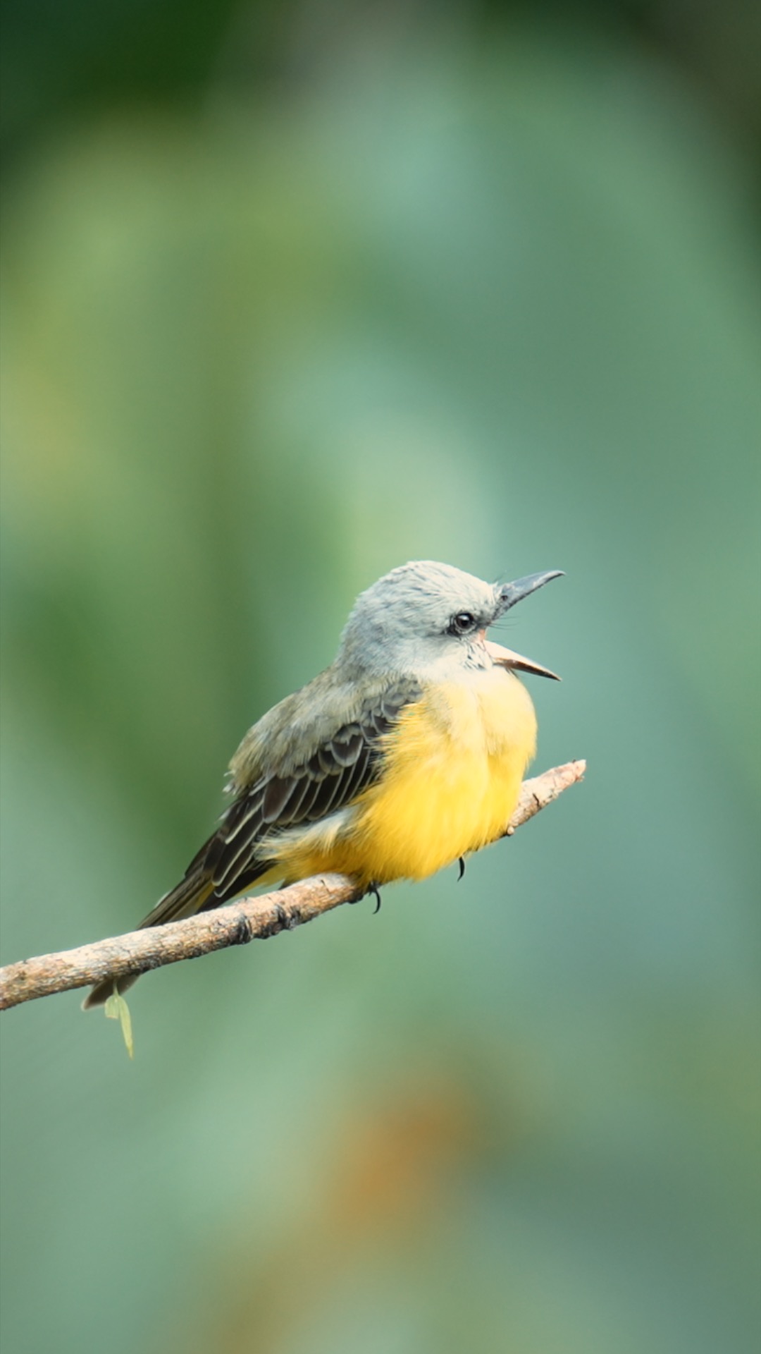 Tyran mélancolique perché sur une branche, ouvrant son bec.